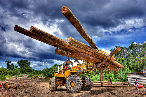 wheel loader moving tree logs