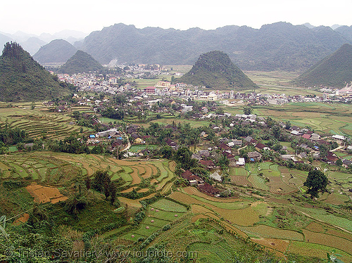 rice fields on hillside, terrace farming, vietnam