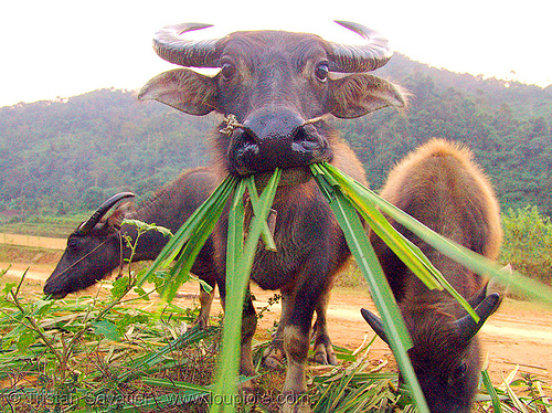 91957950-water-buffalo-cow-eating-grass.