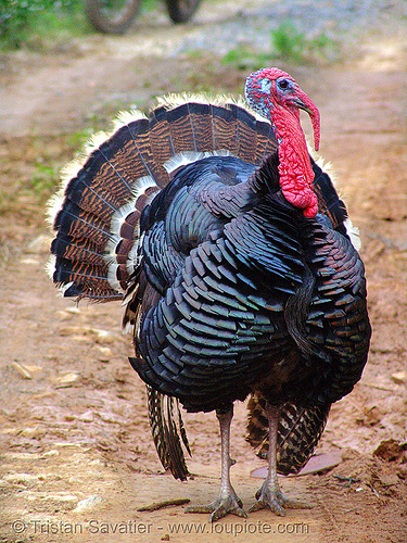 turkey wattle, caruncle