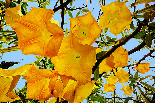 angel's trumpet flowers, angel's trumpet, brugmansia, plants, tree, trumpet flowers, yellow