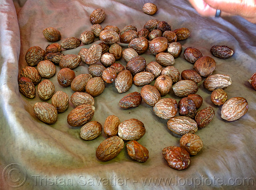 areca nuts aka betel nuts, areca nuts, betel nuts, betelnut, ferry, ferryboat