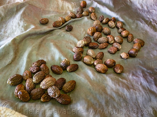 areca nuts - betel nuts, areca nuts, betel nuts, betelnut, ferry, ferryboat