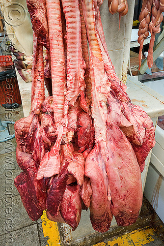 beef lungs and tracheae hanging in meat shop (argentina), argentina, beef, butcher, hanging, lungs, meat market, meat shop, mercado central, noroeste argentino, raw meat, salta, tracheas