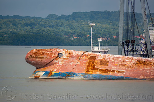 bow of overturned sunken ship - wihan sejahtera ro-ro shipwreck - surabaya (indonesia), boat, cargo ship, ferry, ferryboat, madura strait, merchant ship, shipwreck, surabaya, wihan sejahtera