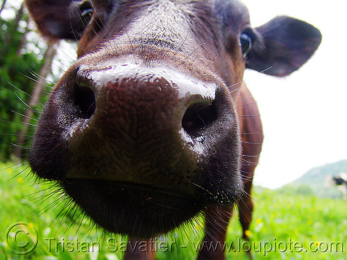 brown cow nose - close-up, brown cow, closeup, cow nose, cow snout, head, nostrils, wet