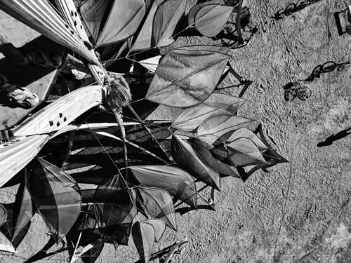 burning man - climbing the sirsasana headstand - inverted tree, climbing, leaves, sirsasana headstand, vertical