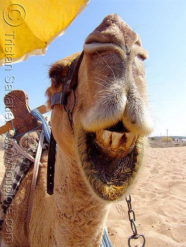 camel head - regurgitating, camel, chewing, head, mouth, regurgitate, regurgitating, teeth, working animal
