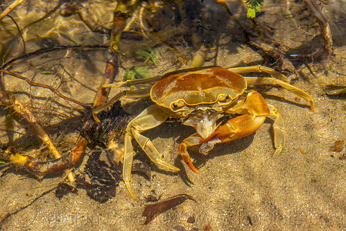 cannibal river crab, cannibal, cannibalism, eating, poso river, river crab