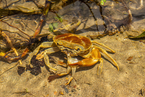 cannibalism in river crabs, cannibal, cannibalism, eating, poso river, river crab