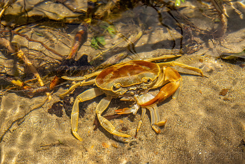 cannibalism - river crab, cannibal, cannibalism, eating, poso river, river crab