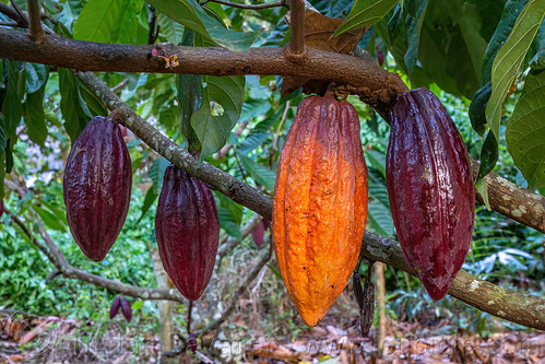 cocoa pods - fruit of the cocoa tree, cocoa pods, cocoa tree, fruit, plant, theobroma cacao