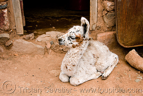 cria - baby llama resting on the ground in a farm, abra el acay, acay pass, argentina, baby animal, baby llama, cria, lama glama, laying down, noroeste argentino, resting