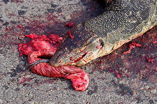 dead monitor lizard, borneo, carcass, carrion, dead, giant lizard, gory, guts, head, malaysia, monitor lizard, road kill, varanus salvator macromaculatus, water monitor, wildlife