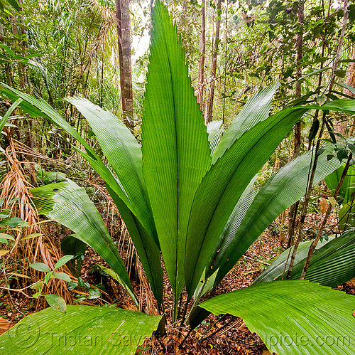 diamond joey palm - johannesteijsmannia altifrons, bako, borneo, diamond joey palm, fan palms, johannesteijsmannia altifrons, kuching, leaves, malaysia, plants