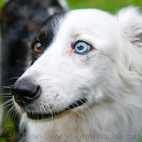 dog with bi-color eyes, bi-color, blue eye, clear eyes, dirty bird party, dog, head, snout, white