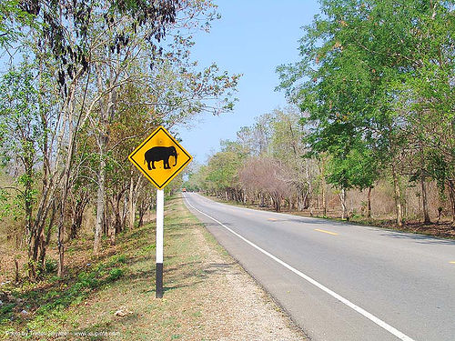 ช้าง - elephant crossing road sign - thailand, elephant, lozenge, road sign, yellow, ช้าง
