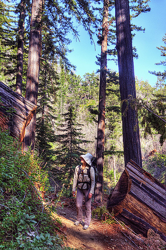 fallen redwood tree on trail (vantana wilderness), backpack, backpacking, big sur, fallen tree, forest, hiking, pine ridge trail, redwood tree, sequoia sempervirens, tree trunk, trekking, vantana wilderness, woman