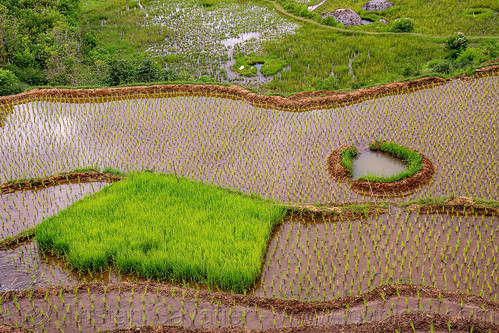 fish trap in flooded rice paddy field, agriculture, fish trap, flooded paddies, flooded rice field, flooded rice paddy, rice fields, rice nursery, rice paddies, tana toraja, terrace farming, terraced fields