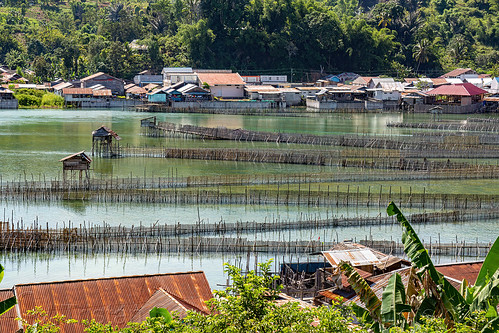 fish traps on the poso river, fish traps, poso river, village