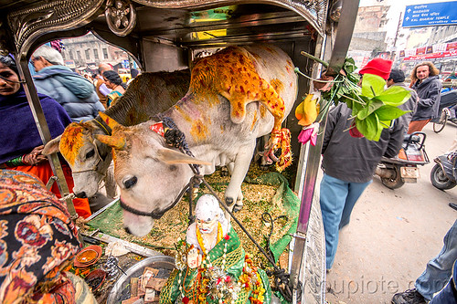 Five Legged Cow India