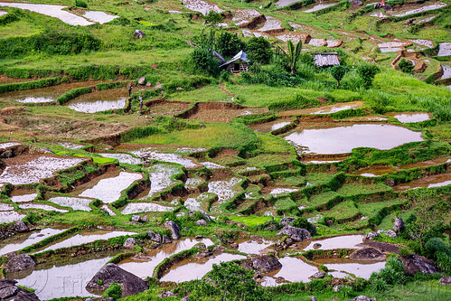 flooded terraced paddy rice fields, agriculture, flooded paddies, flooded rice field, flooded rice paddy, landscape, rice fields, rice paddies, rice paddy fields, tana toraja, terrace farming, terrace fields, terraced fields