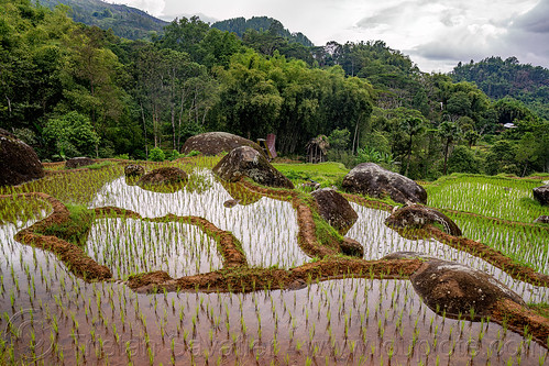 flooded terraced rice paddy fields, agriculture, flooded paddies, flooded rice field, flooded rice paddy, landscape, rice fields, rice paddies, rice paddy fields, tana toraja, terrace farming, terrace fields, terraced fields