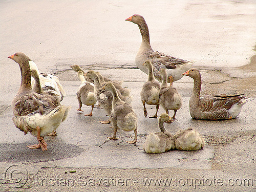 geese family walking, birds, geese, poultry, road, walking