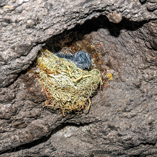 glossy swiftlet chicks in nest - collocalia esculenta, baby birds, bird nest, chicks, collocalia esculenta, glossy swiftlet, wildlife