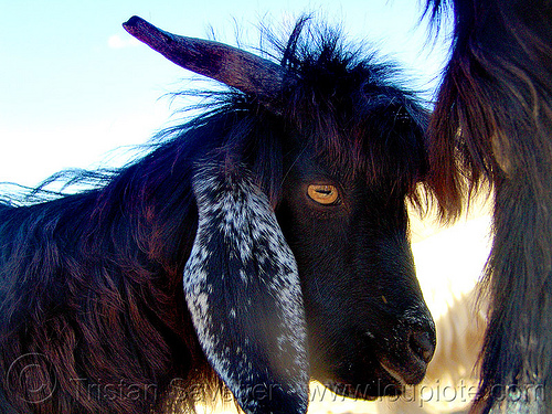 goat head - yellow eyes, black goat, ear, eye, goat head
