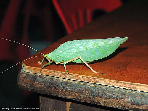 green katylid leaf-like insect (thailand), insect, katydid, sangklaburi, tettigoniidae, wildlife, สังขละบุรี