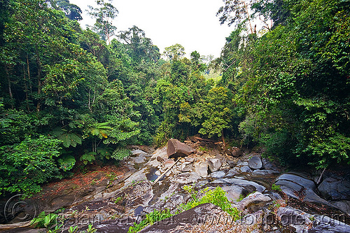 gunung gading national park, borneo, gunung gading, jungle, malaysia, rain forest