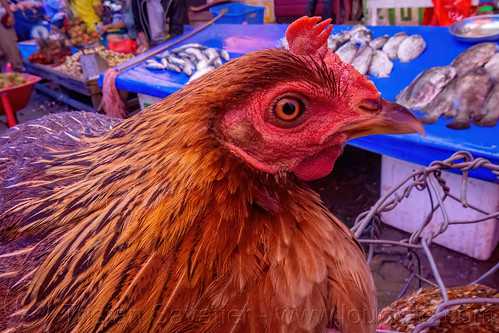 headshot of live chicken, birds, chicken, head, poultry, tana toraja