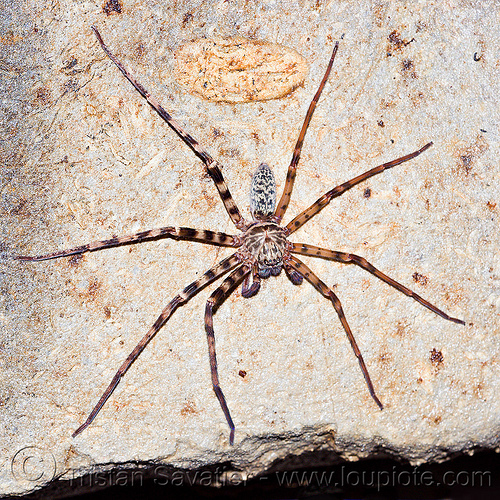 huntsman spider in cave (borneo) - heteropoda tetrica, borneo, cave spider, caving, giant crab spider, gunung mulu national park, heteropoda tetrica, huntsman spider, lang cave, limestone, malaysia, natural cave, rock, sparassidae, spelunking, wildlife