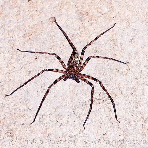 huntsman spider in cave - crab spider (borneo) - heteropoda tetrica, borneo, cave spider, caving, giant crab spider, gunung mulu national park, heteropoda tetrica, huntsman spider, malaysia, natural cave, racer cave, sparassidae, spelunking, wildlife