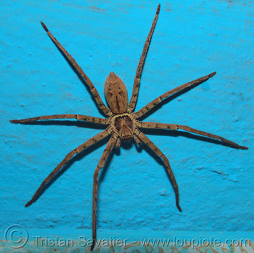 huntsman spider on blue wall (thailand), blue, closeup, giant crab spider, heteropoda venatoria, huntsman spider, sparassidae, wildlife, แมงมุม