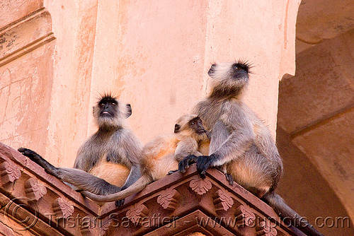 langur monkeys in temple - orchha (india), black-faced monkey, chatarbhuj temple, chaturbhuj mandir, gray langur, orchha, semnopithecus entellus, wildlife
