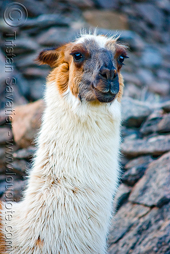 llama neck - close-up, argentina, head, lama glama, llama, neck, noroeste argentino