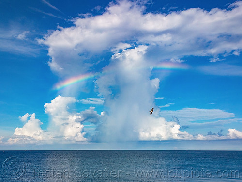 magnificent rainbow and bird over the ocean, bira beach, bird, clouds, flying, horizon, landscape, ocean, pantai bira, rainbow, sea, seascape