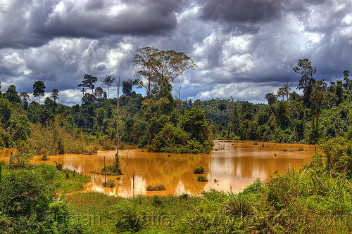 muddy water pond (borneo), borneo, clouds, cloudy sky, jungle, lake, landscape, malaysia, muddy, pond, rain forest
