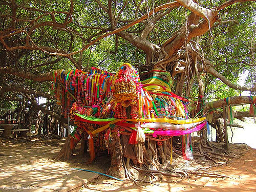 ผ้าแพรเจ็ดสี ต้นไทร พิมาย - offerings - giant banyan tree (near phimai) - thailand, banyan tree, colorful, offerings, ต้นไทร, ผ้าแพรเจ็ดสี, พิมาย