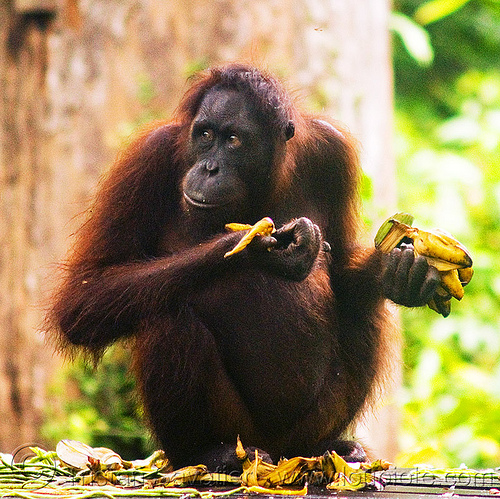 orangutan eating banana (borneo), bananas, bornean orangutan, borneo, eating, great ape, malaysia, pongo pygmaeus, primate, sepilok orang utan sanctuary, sitting