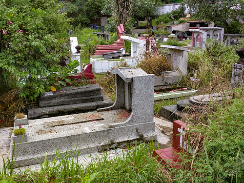 overgrown vegetation between the tombs - yogyakarta tpu utaralaya christian cemetery, graves, graveyard, jogjakarta christian cemetery, tombs, tpu utaralaya