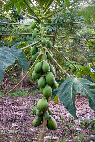 papaya tree with green papayas, papaya tree