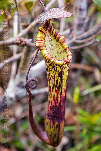 pitcher plant - nepenthes faizaliana, borneo, carnivorous plant, gunung mulu national park, jungle, malaysia, nepenthes faizaliana, pitcher plant, rain forest
