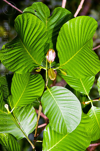 plant with round leaves - rubiaceae, borneo, gunung mulu national park, jungle, leaves, malaysia, plants, rain forest, rubiaceae