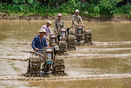plowing flooded rice paddy field with two wheel tractors, agriculture, farmers, flooded paddies, flooded rice field, flooded rice paddy, men, plowing, rice fields, rice nursery, rice paddies, rice paddy fields, terrace farming, terrace fields, terraced fields, two wheel tractors, yanmar tractors