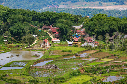 rice fields and toraja village with traditional tongkonan roofs, agriculture, flooded paddies, flooded rice field, flooded rice paddy, landscape, rice fields, rice paddies, tana toraja, terrace farming, terraced fields, tongkonan roof, village