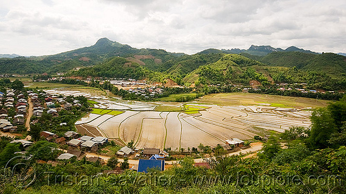 rice fields in xam nua - nam xam valley (laos), landscape, rice paddies, rice paddy fields, xam nua