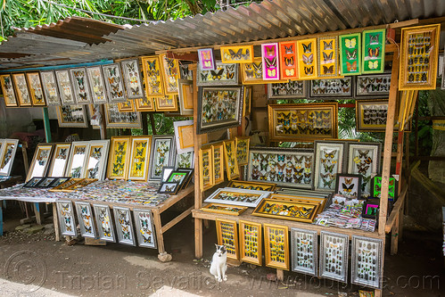 shops selling framed pinned butterflies, air terjun bantimurung, bantimurung waterfall, bufferflies, butterfly shop, pinned butterflies, taxidermy